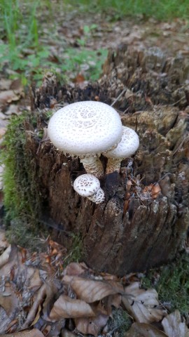 Neolentinus lepideus