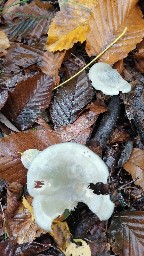 Clitocybe odora