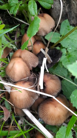 Coprinellus micaceus