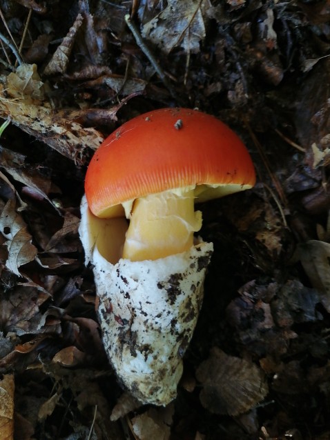 Amanita caesarea