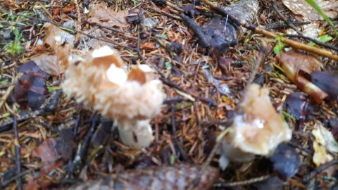 Cortinarius caperatus