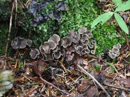 Craterellus undulatus