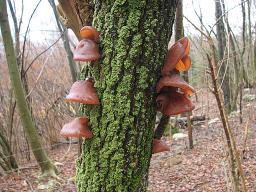 Auricularia auricula-judae