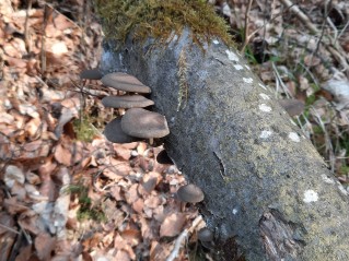 Lentinus substrictus