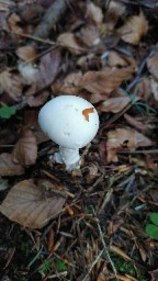 Amanita virosa