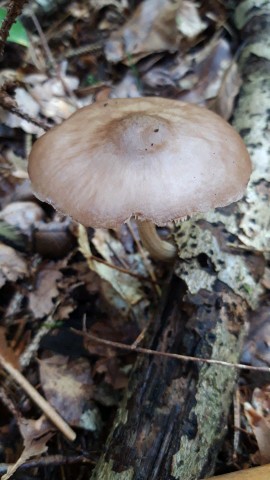 Pluteus cervinus