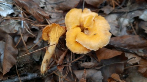 Cantharellus cibarius