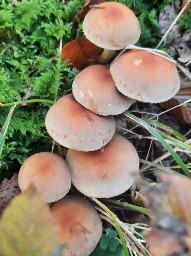 Hypholoma lateritium