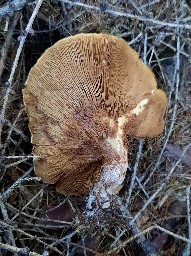 Paxillus involutus