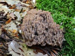 Ramaria spinulosa