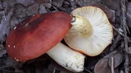 Russula aurea