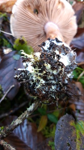 Cortinarius