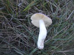 Russula caerulea