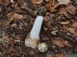 Phallus impudicus