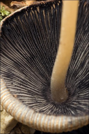 Coprinellus micaceus