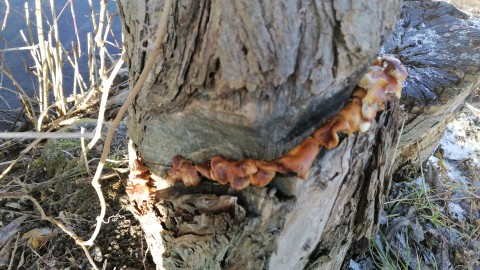 Flammulina velutipes