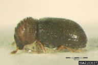 Cryphalus abietis