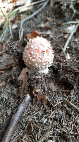 Amanita muscaria