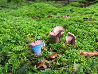 Gomphus clavatus
