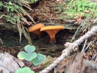 Hygrophoropsis aurantiaca