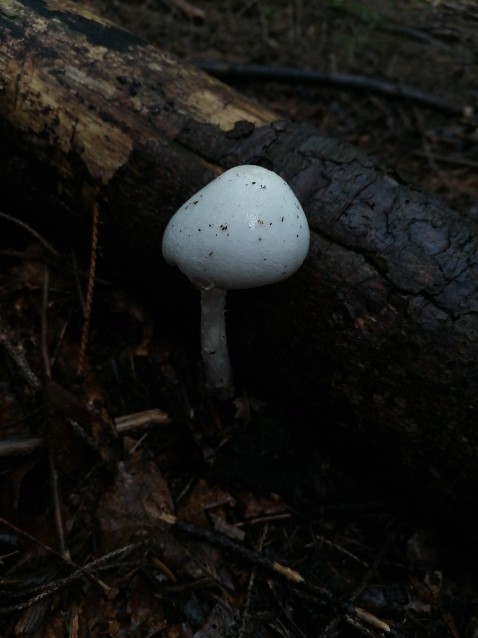 Amanita virosa