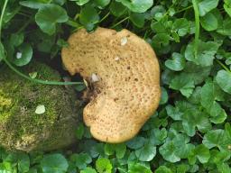 Polyporus tuberaster