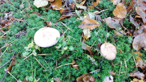 Suillus bovinus