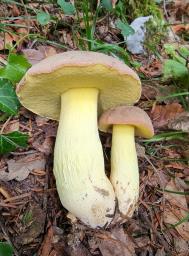 Butyriboletus roseogriseus