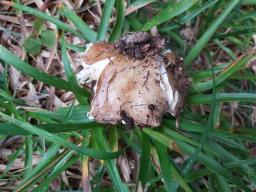 Russula adulterina
