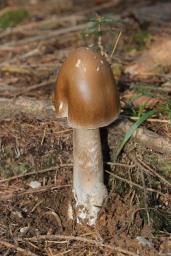Amanita submembranacea