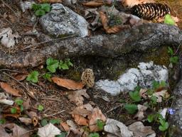 Morchella esculenta