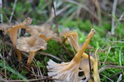 Craterellus lutescens