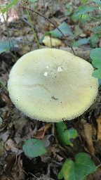 Amanita phalloides