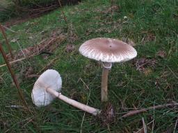 Macrolepiota mastoidea