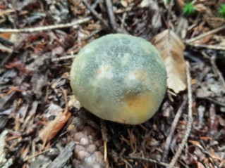 Russula virescens