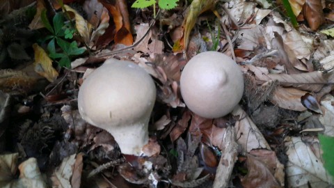 Lycoperdon molle