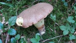 Butyriboletus appendiculatus