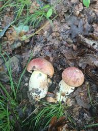 Butyriboletus pseudoregius