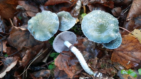 Stropharia aeruginosa