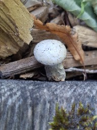 Neolentinus lepideus