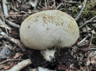 Scleroderma citrinum