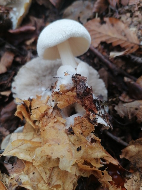 Volvariella surrecta