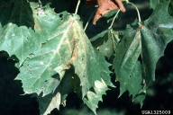 Corythucha ciliata