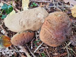Hortiboletus bubalinus