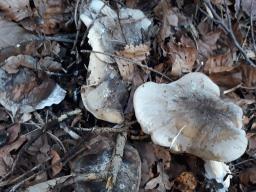 Clitocybe nebularis