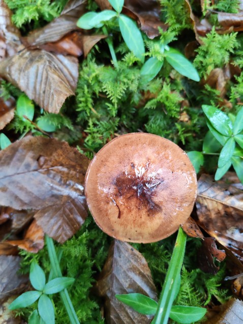 Tricholoma ustale