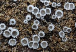 Lachnella alboviolascens