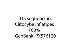 Clitocybe inflatipes