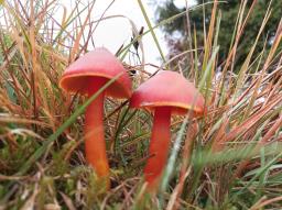 Hygrocybe punicea