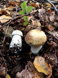 Boletus edulis